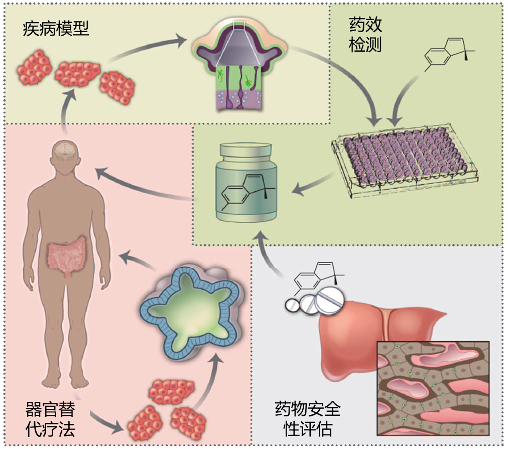 类器官与细胞治疗平台-图片1.png